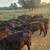 Black Angus Heifers - SOLD 7 thumbnail