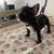 French bulldog puppies 5 thumbnail