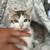 Kittens 9 thumbnail