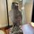 Bird figurine Valletta Malta 1 thumbnail