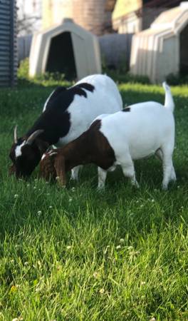 Boer does/doelings - $1,000 (Rice Lake WI)63471094275459120