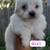 **Yorkipoo puppies** 3 thumbnail