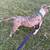 Pitbull /bully 1 thumbnail