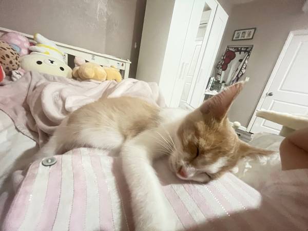 Kitten for adoption rehoming (san jose east)64188536336258124