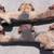 Exhaust Manifold Pairs 16 thumbnail
