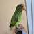 Amazon parrot 5 thumbnail