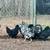ermine and black ameraucana pair    hen and rooster pairs 2 thumbnail