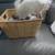 Pom Terrier 7 thumbnail
