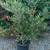 Fruitless Olive Tree 15gal ---  plants trees 1 thumbnail