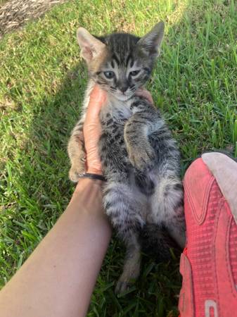 SBT Savannah kittens 1