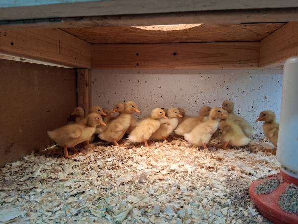 Ducklings and Goslings 1