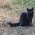 Barn cats 3 thumbnail