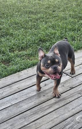 Puppy63859316807169122