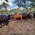 Bred cows 10 thumbnail