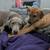 Hound / lab. mix puppy 6 thumbnail