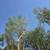 Arborist 8 thumbnail