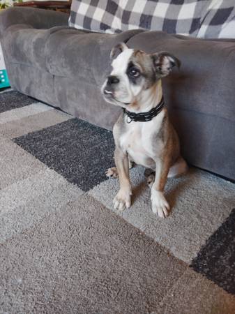 Mini Bulldog pup (concord / pleasant hill / martinez)63852312492419122