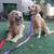 Paws2Paws, Pet Sitting Services 7 thumbnail