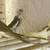 COCKATIEL COCKATIELS cinnamon BABY PIED LUTINO  pearl GRAY BIRD BIRDS 1 thumbnail