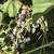 CONCORD GRAPES PICK YOUR SELF RIPE NOW HOME GROWN 3 thumbnail