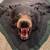 Bear Rugs (2) For Sale 9 thumbnail