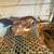 Quails for Sale 8 thumbnail