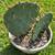 2 Prickly Pear Cactus - Waterwise Landscape Succulent Cacti Texas 3 thumbnail