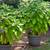 Angel Trumpet Trees Yellow 3 thumbnail