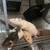 PET Rats for Rehoming 5 thumbnail