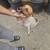 Pug mix puppies 9 thumbnail