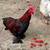 Rooster 1 thumbnail