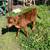 Beef Heifer 4 thumbnail