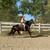 Gorgeous Black Quarter Horse for Sale 13 thumbnail
