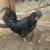 ayan cemani roosters 3 thumbnail
