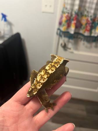 Crested Gecko63671572784003122