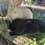 Rabbits 1 thumbnail