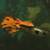 REHOMING FOR BEAUTIFUL GUPPIES 6 thumbnail