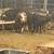 Heifers 2 thumbnail