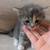 Kitties! 4 thumbnail