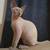 Sphynx girl 1 thumbnail