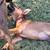 Dogs for adoption 22 thumbnail