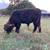 Registered Scottish Black Highland bull calf 2 thumbnail