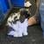Holland Lop Rabbits 15 thumbnail