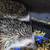 Hedgehogs 2 thumbnail
