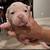 Bulldog puppies 6 thumbnail