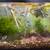 🐠 Dumbo Ear Fancy Guppies + 🦐 Cherry Shrimp + 🌱 Guppy Grass 10 thumbnail