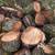 Black Walnut Firewood 3 thumbnail