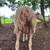 East Friesian dairy ewes; 4 sheep 3 thumbnail
