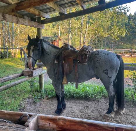 Draft cross stallion 1