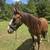Mustang gelding 1 thumbnail